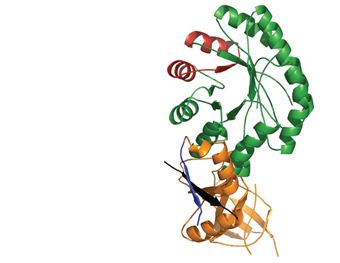 enzyme for polyamine regulation